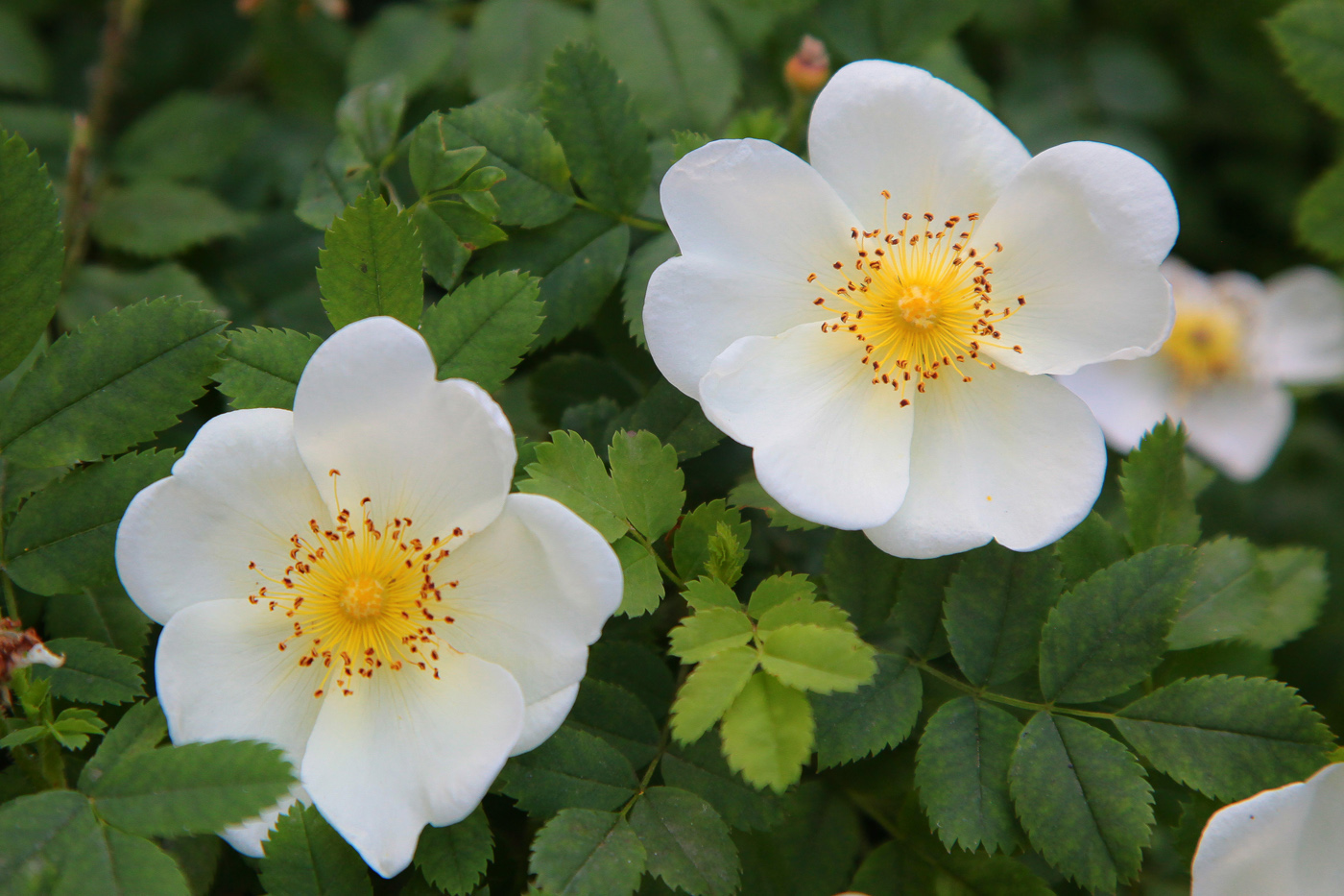 Image of Rosa spinosissima specimen.