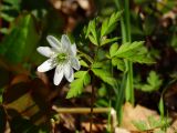 Anemone amurensis