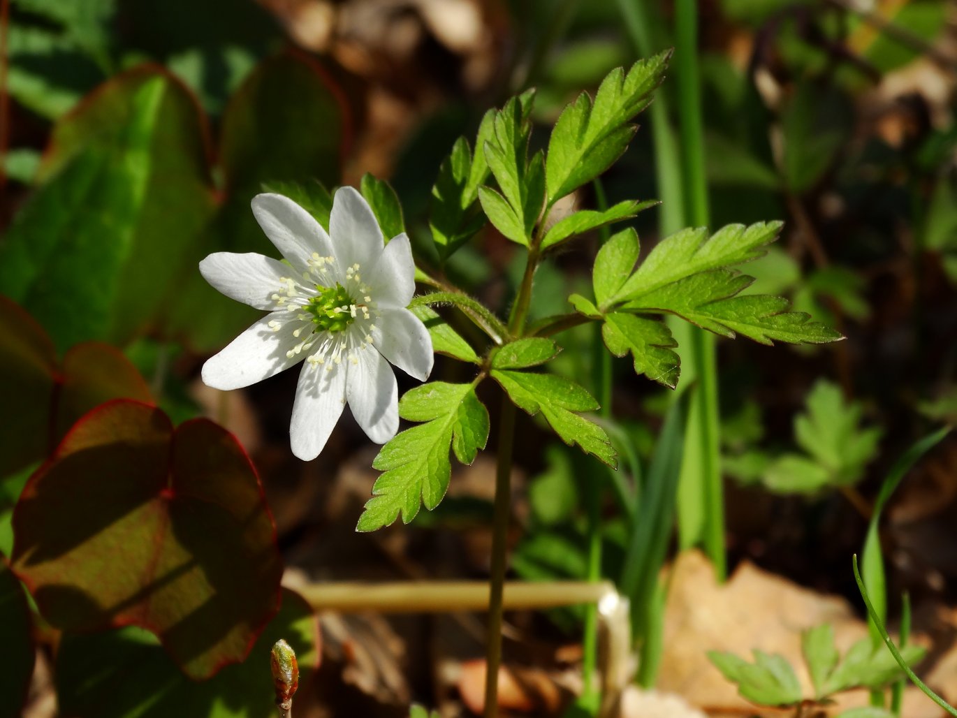 Изображение особи Anemone amurensis.