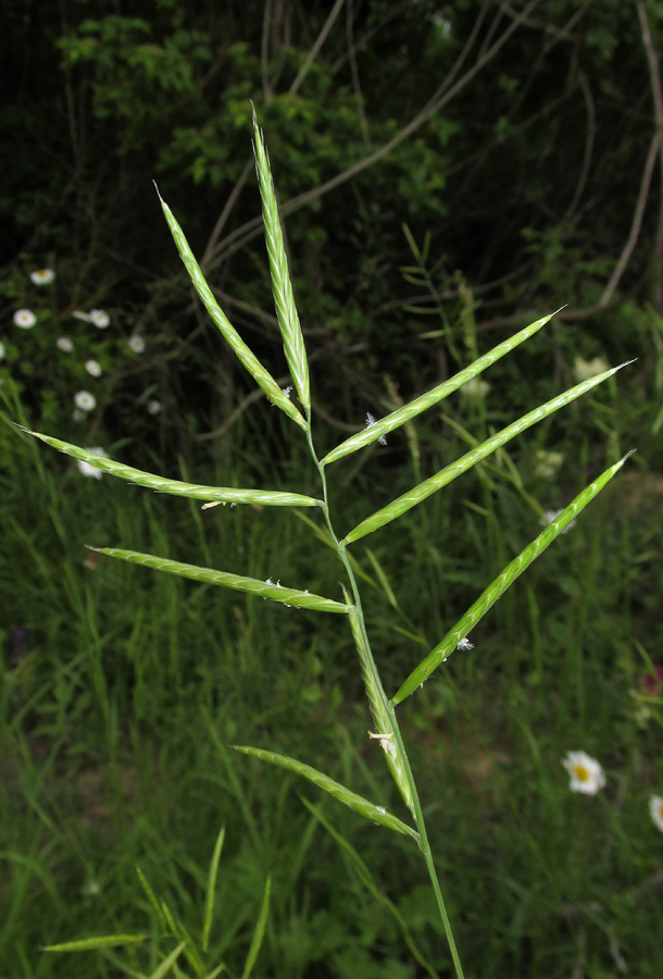 Изображение особи Brachypodium pinnatum.