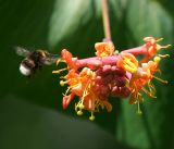 Lonicera dioica