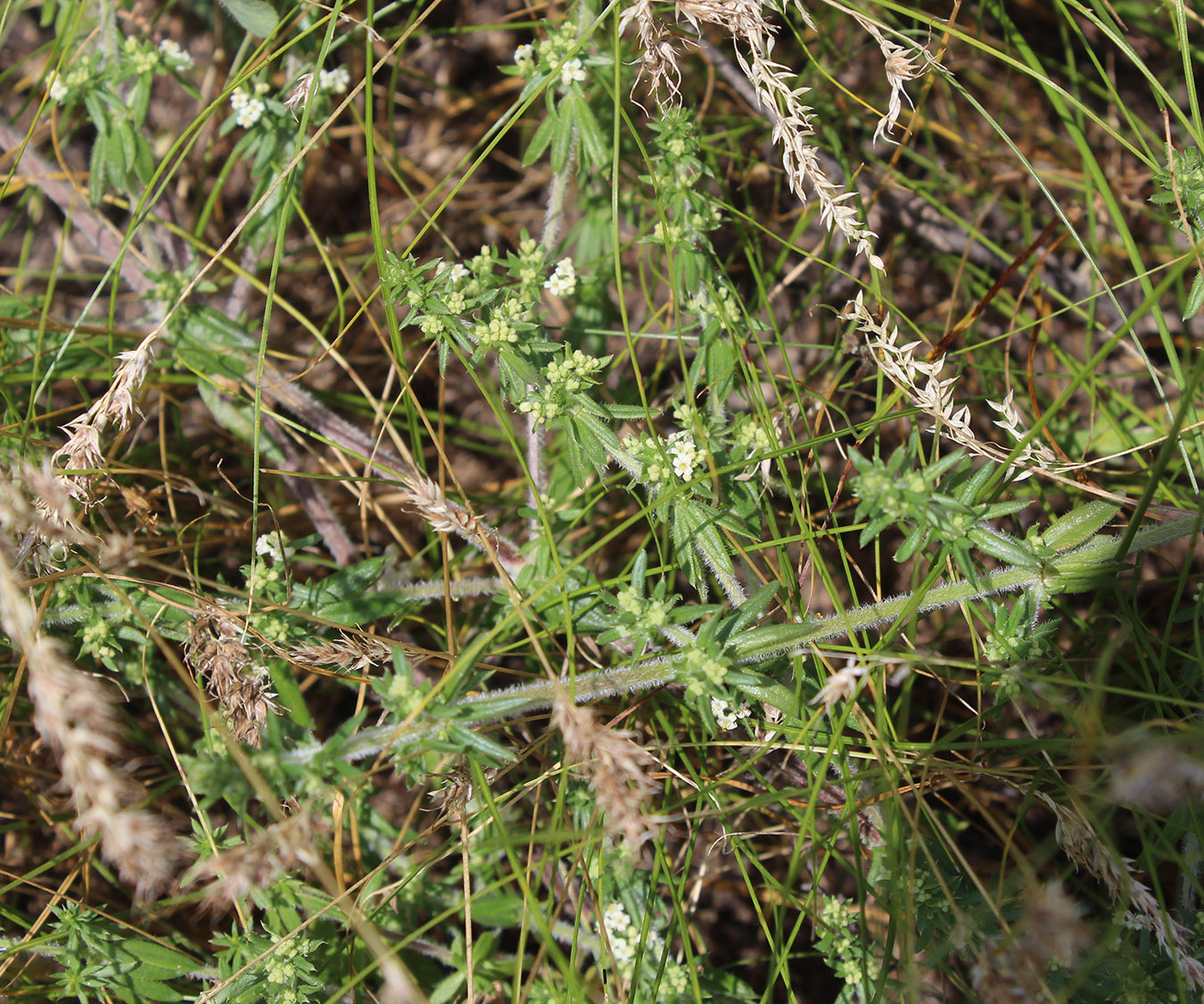 Изображение особи Galium humifusum.