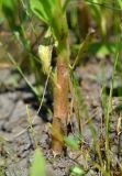 Sphaeranthus strobilifer. Прикорневая часть растения. Астраханская обл., Володарский р-н, окр. с. Ямное, ООПТ \"Бугор Змеиный\", пойменный луг после спада половодья. 25.06.2016.