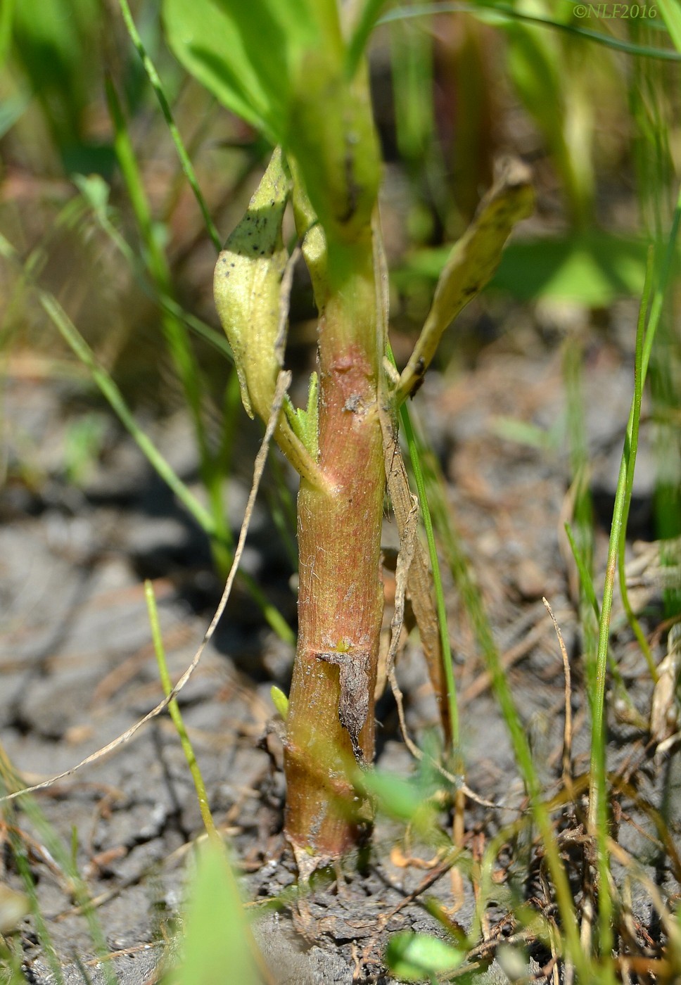 Изображение особи Sphaeranthus strobilifer.