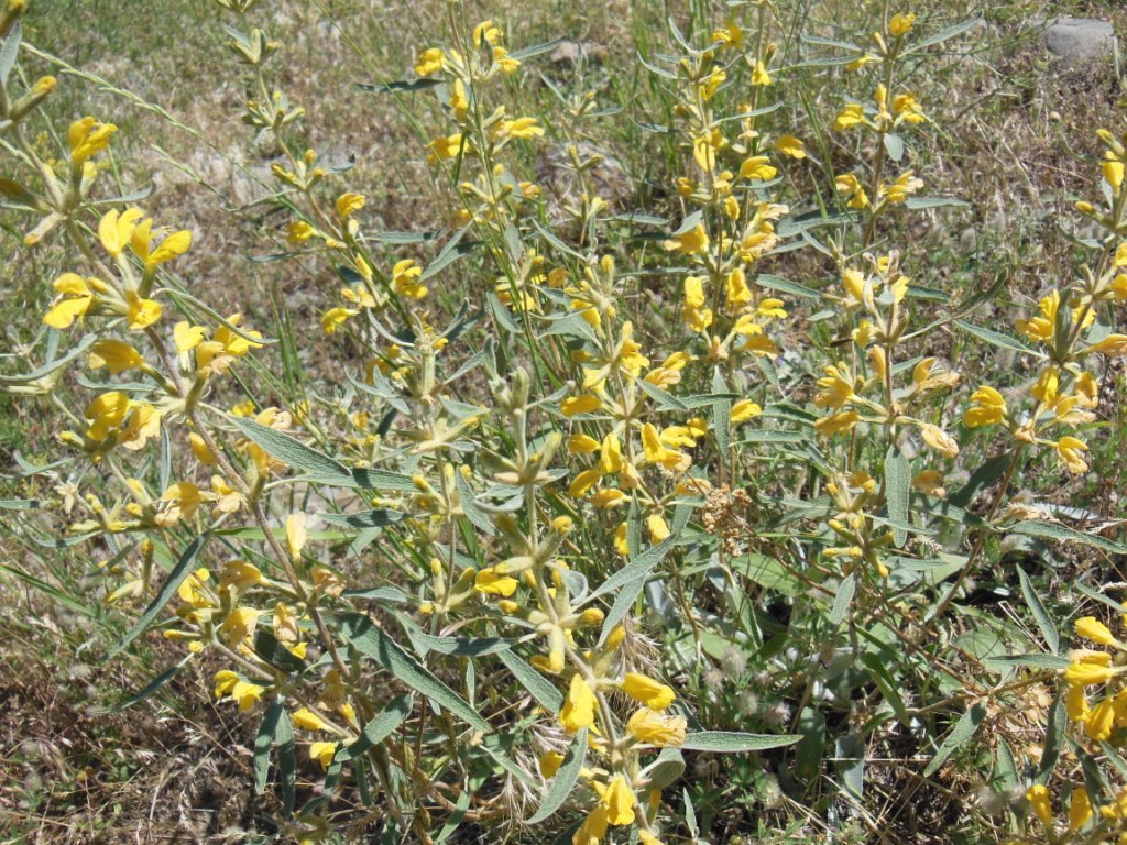 Image of Phlomis orientalis specimen.
