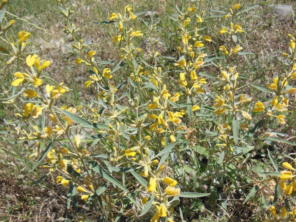 Изображение особи Phlomis orientalis.