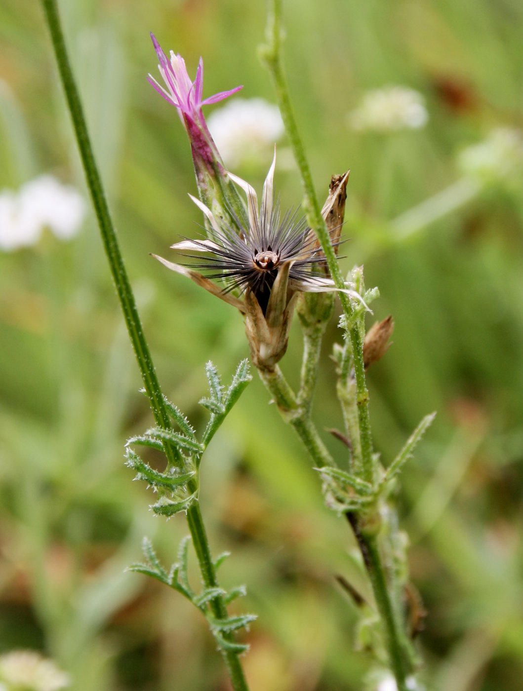 Изображение особи Crupina vulgaris.