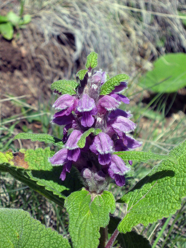Image of Phlomoides oreophila specimen.