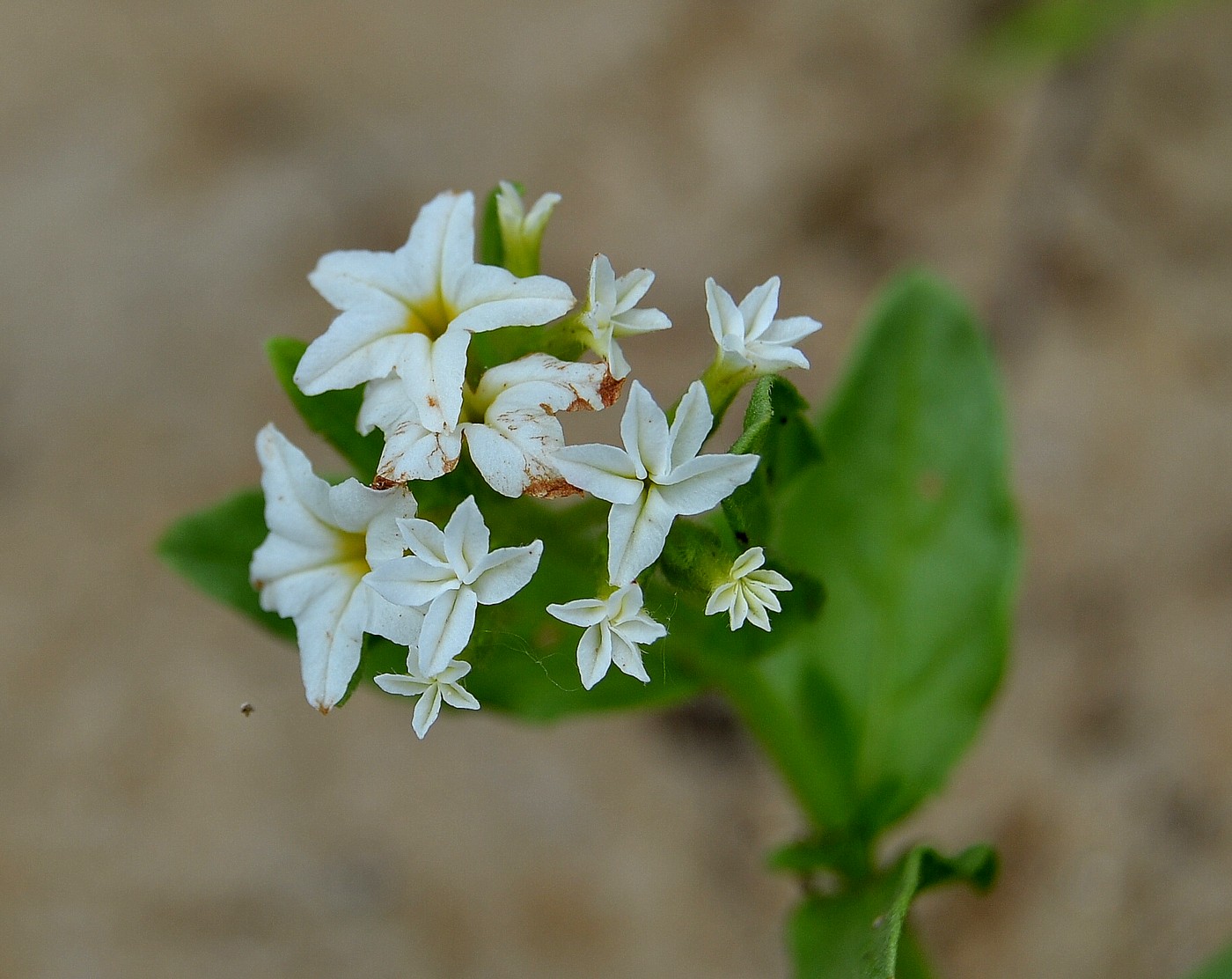 Изображение особи Argusia sibirica.