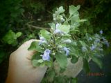 Vitex subspecies litoralis