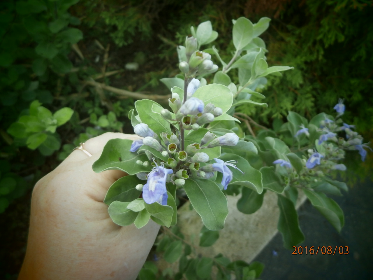 Image of Vitex trifolia ssp. litoralis specimen.