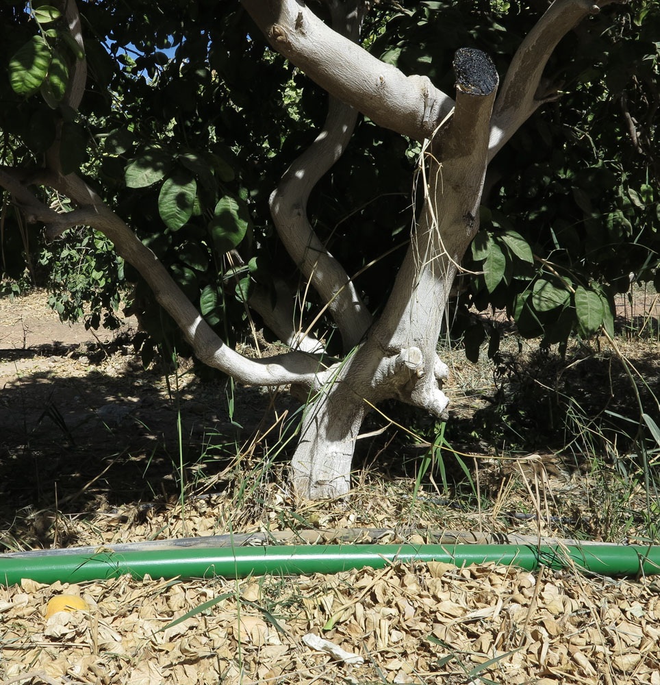 Image of Citrus maxima specimen.