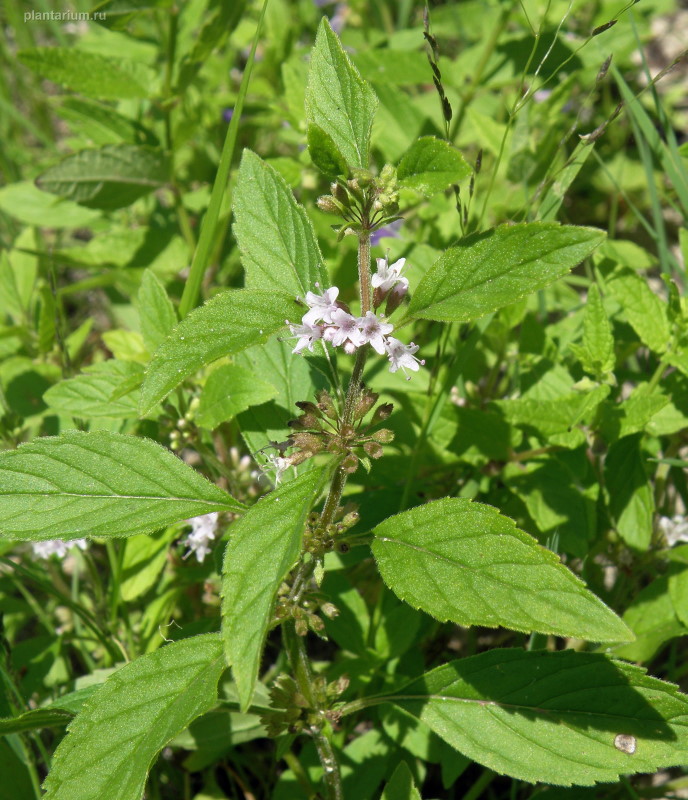 Image of Mentha arvensis specimen.