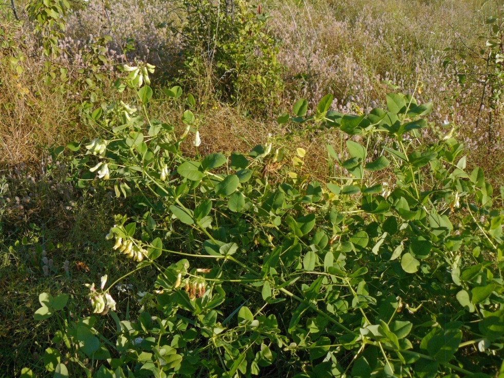 Изображение особи Vicia pisiformis.