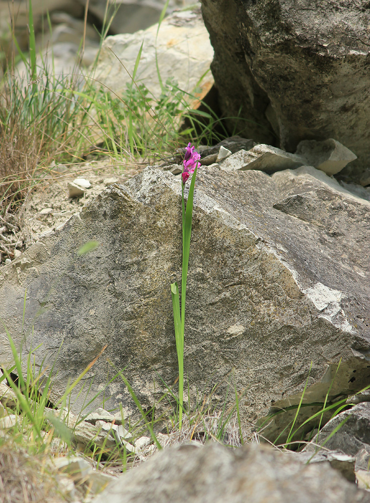 Изображение особи Gladiolus tenuis.