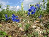 Delphinium grandiflorum