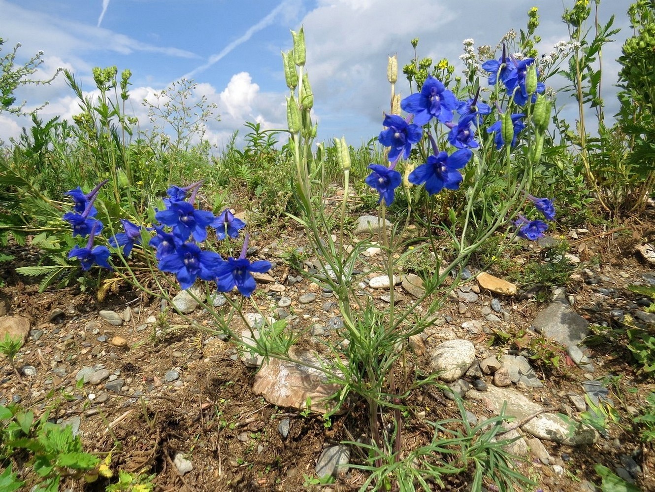 Image of Delphinium grandiflorum specimen.