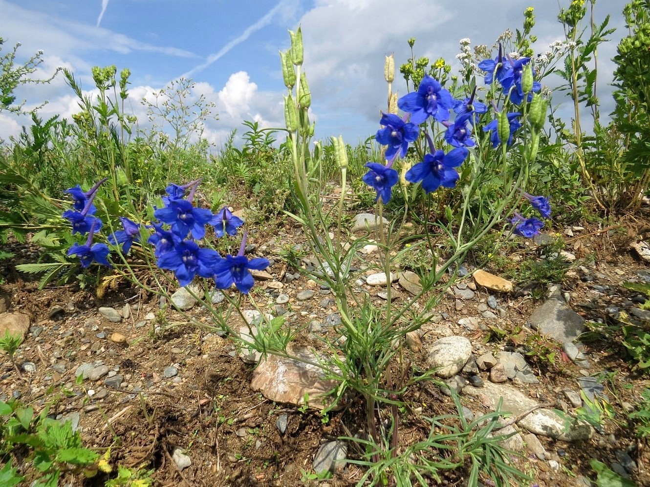 Изображение особи Delphinium grandiflorum.