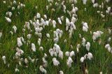 Eriophorum angustifolium. Верхушки плодоносящих растений. Исландия, национальный парк Ландманналаугар, заболоченный берег ручья. 02.08.2016.