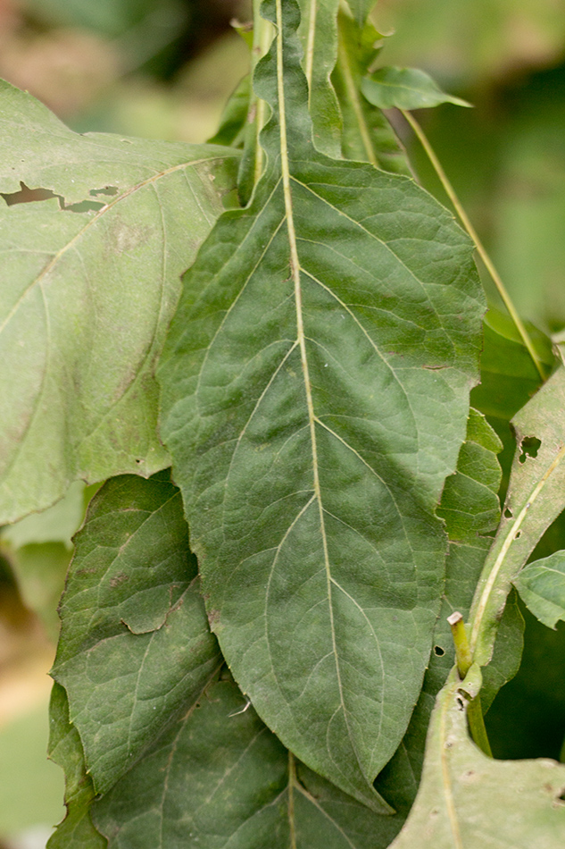 Изображение особи Silphium perfoliatum.