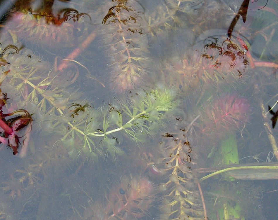 Image of Aldrovanda vesiculosa specimen.