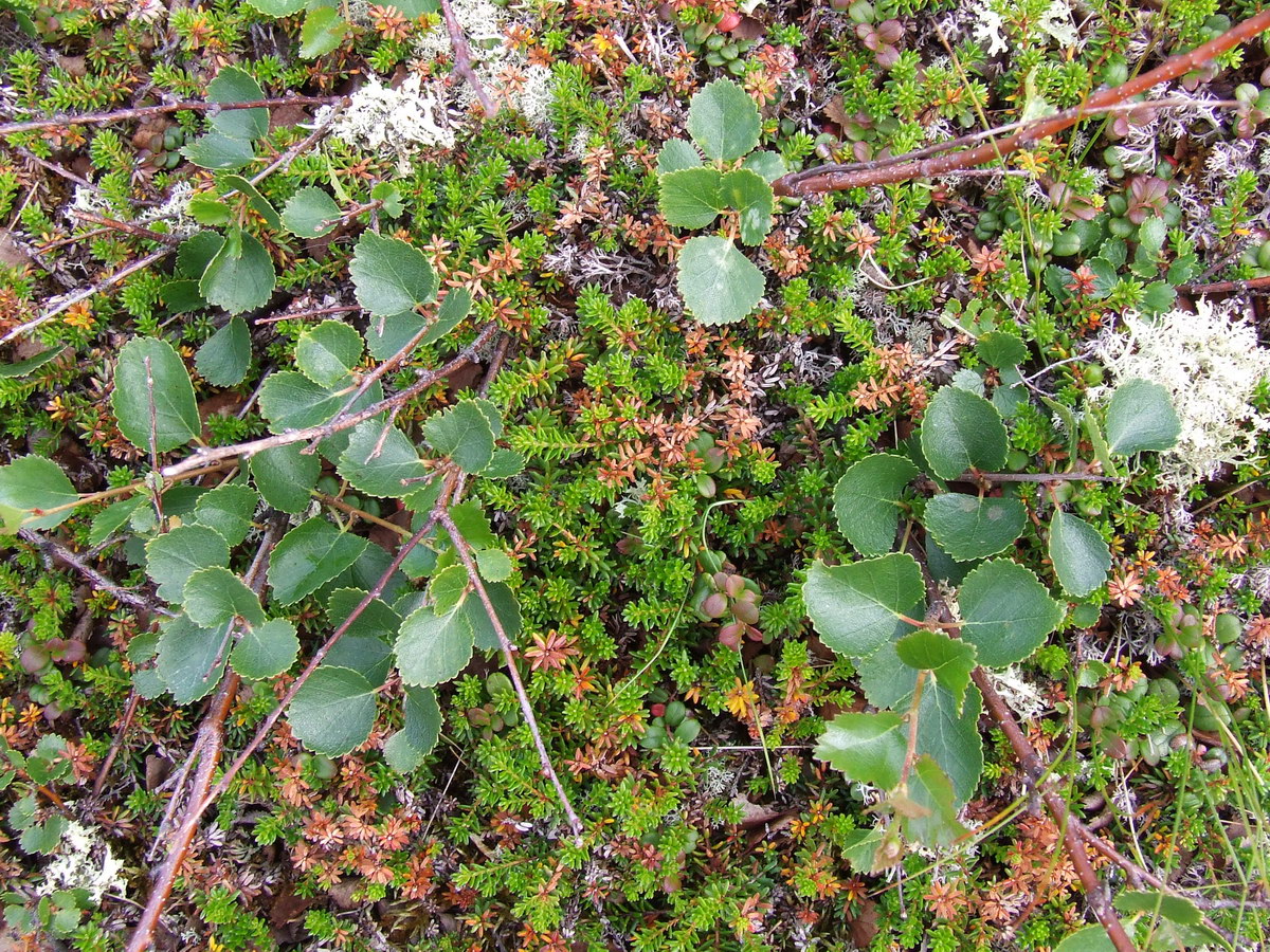 Image of Betula &times; alpestris specimen.