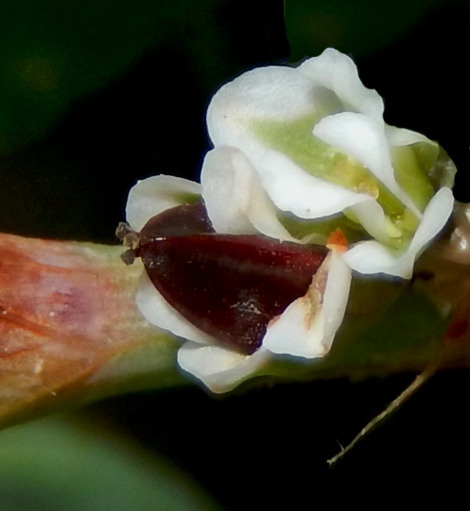 Изображение особи Polygonum euxinum.