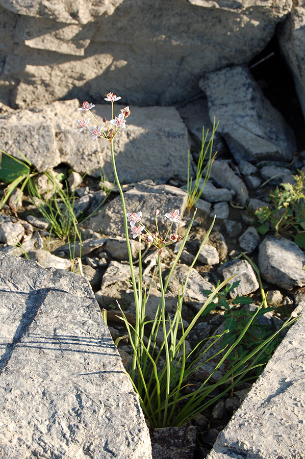 Image of Butomus umbellatus specimen.