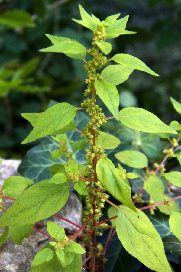 Изображение особи Parietaria chersonensis.