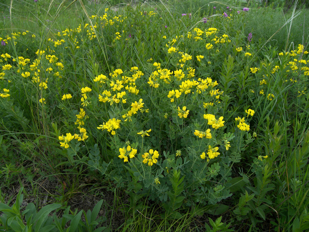 Изображение особи Coronilla coronata.