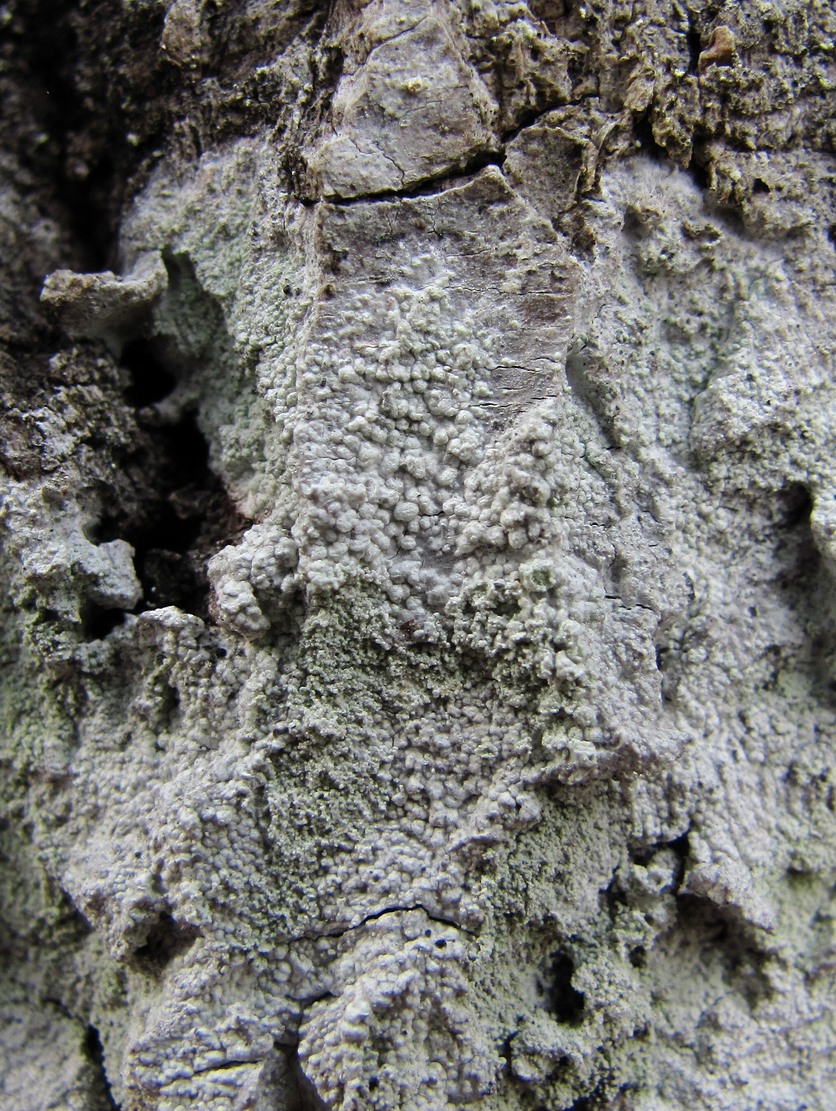 Image of division Ascomycota specimen.