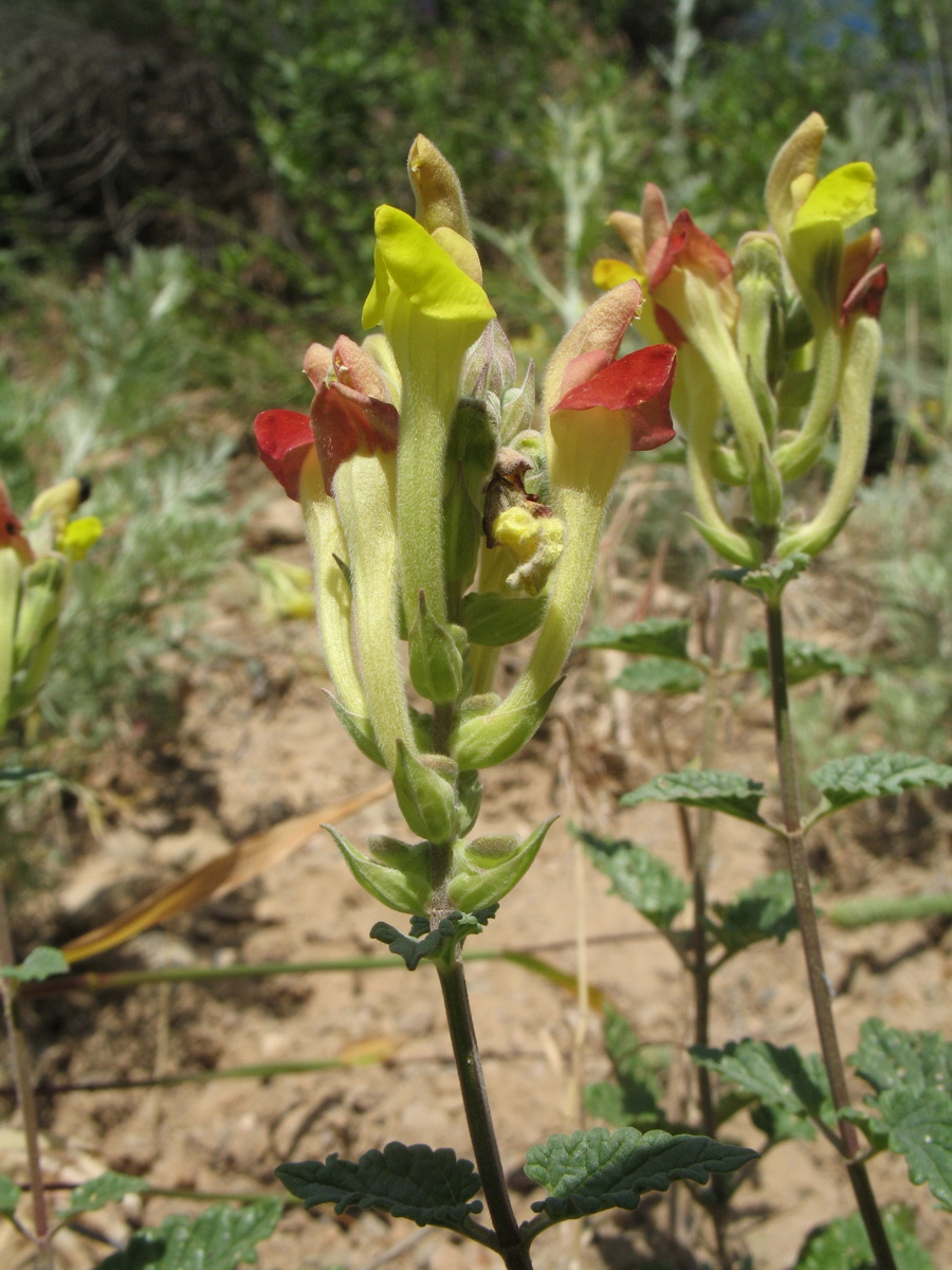 Image of Scutellaria comosa specimen.