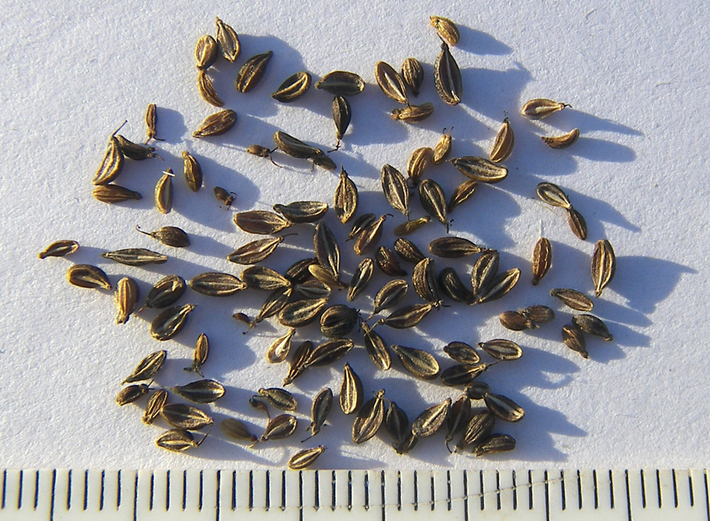 Image of Pimpinella major specimen.