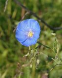 Linum perenne