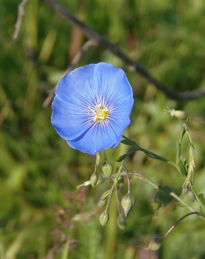 Изображение особи Linum perenne.