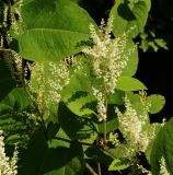 Reynoutria sachalinensis. Соцветия. Восточный Казахстан, г. Усть-Каменогорск, Архитектурно-ландшафтный музей-заповедник, в культуре. 04.09.2016.
