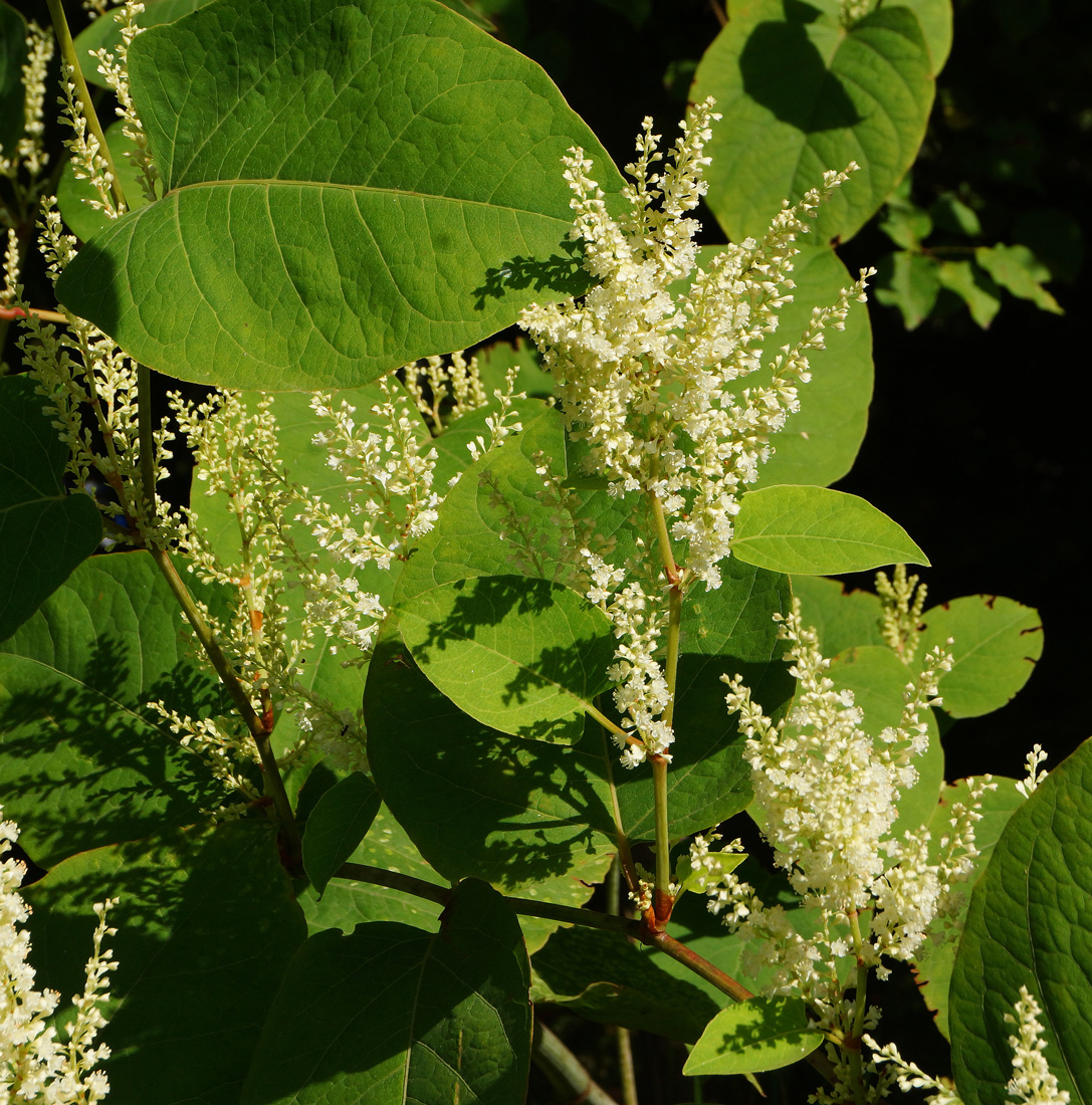 Изображение особи Reynoutria sachalinensis.