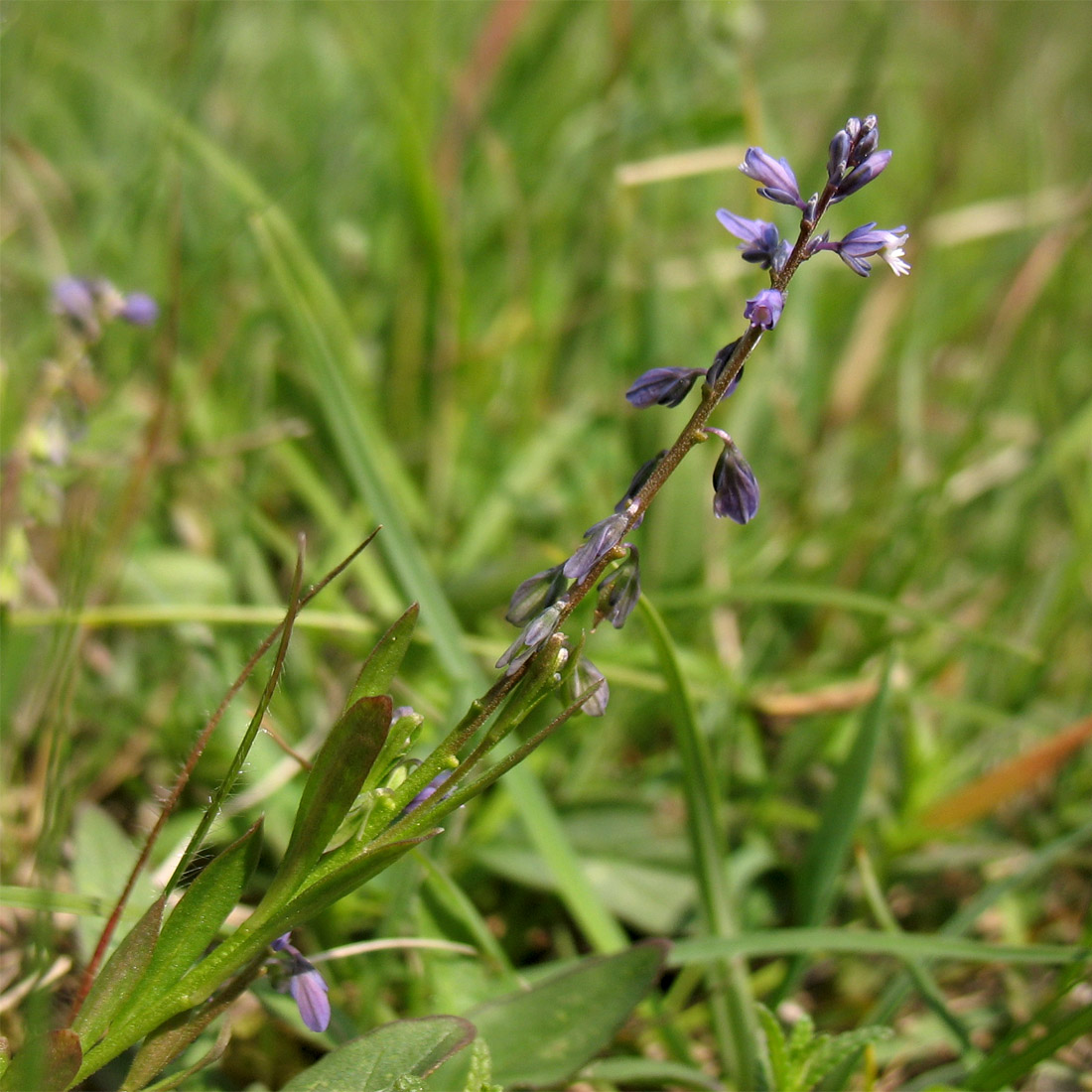 Image of Polygala amarella specimen.