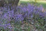 Lunaria annua