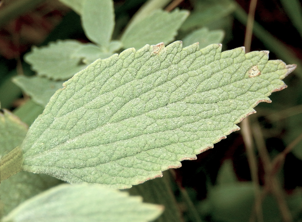 Image of Marrubium praecox specimen.