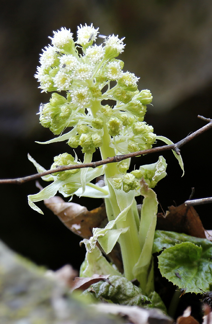 Image of Petasites albus specimen.