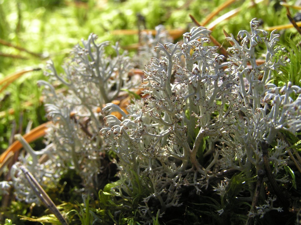 Изображение особи Cladonia rangiferina.