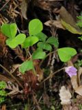 Oxalis oregana