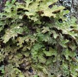 Lobaria pulmonaria