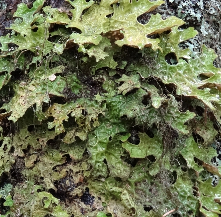 Image of Lobaria pulmonaria specimen.