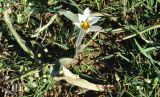 Tulipa bifloriformis