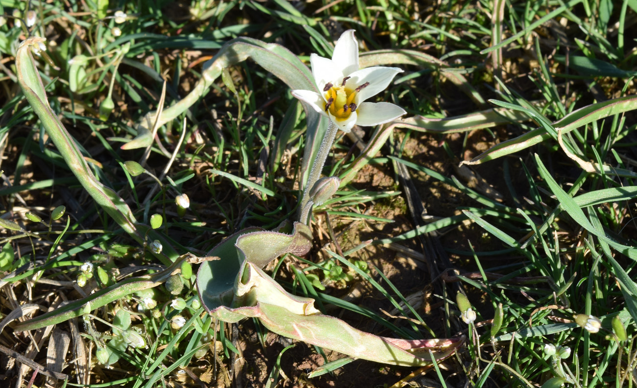 Изображение особи Tulipa bifloriformis.