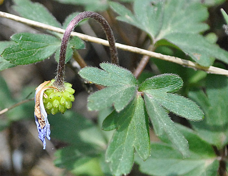 Изображение особи Anemone banketovii.