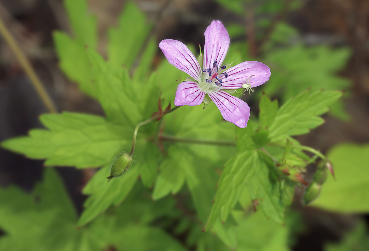 Image of Geranium maximowiczii specimen.