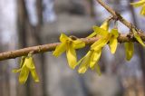 genus Forsythia